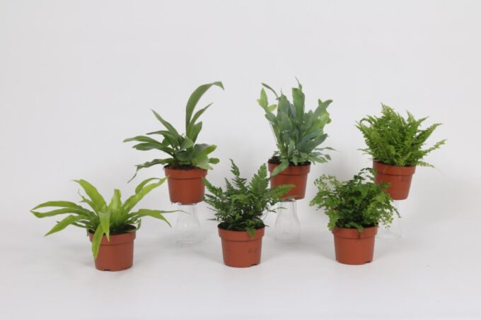 Varen mix 12cm