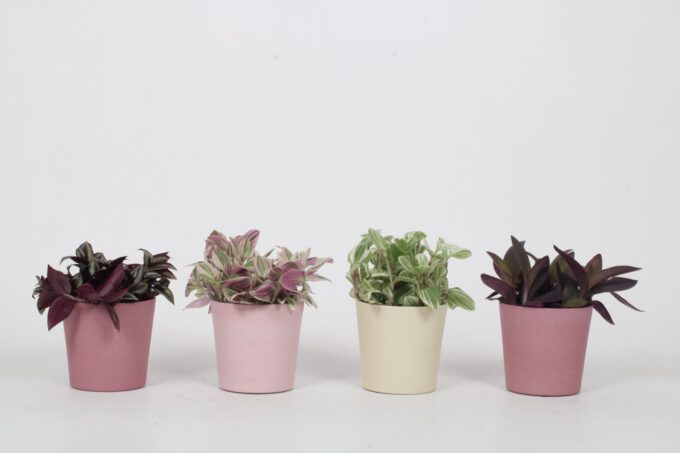Tradescantia Mix in Joy Keramiek