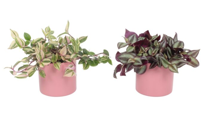 Tradescantia mix in Rosa (pink) keramiek