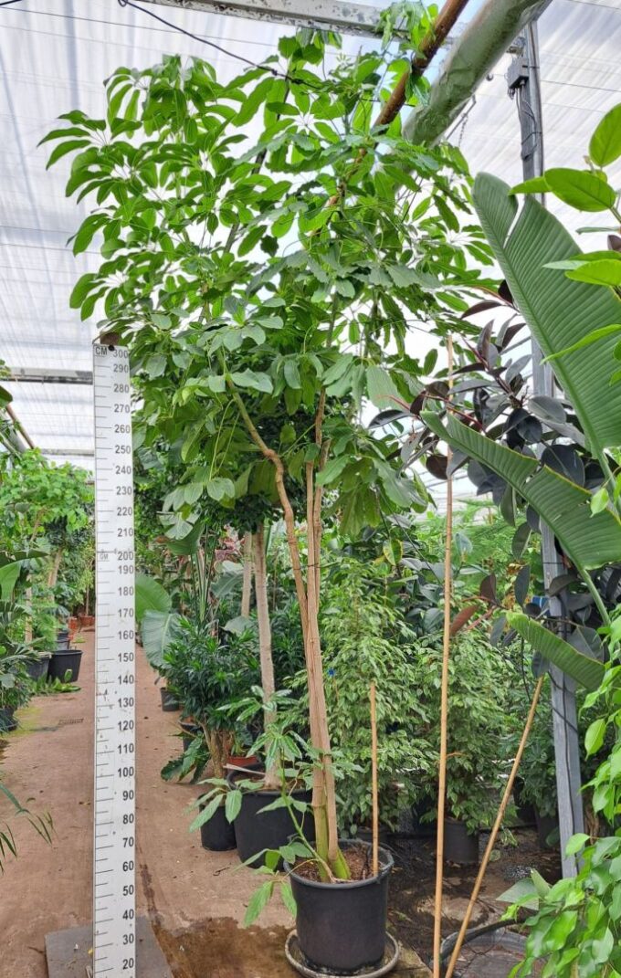 Schefflera Amate multistam 500