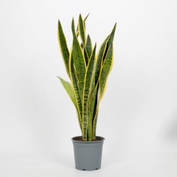 Sansevieria Laurentii 19cm
