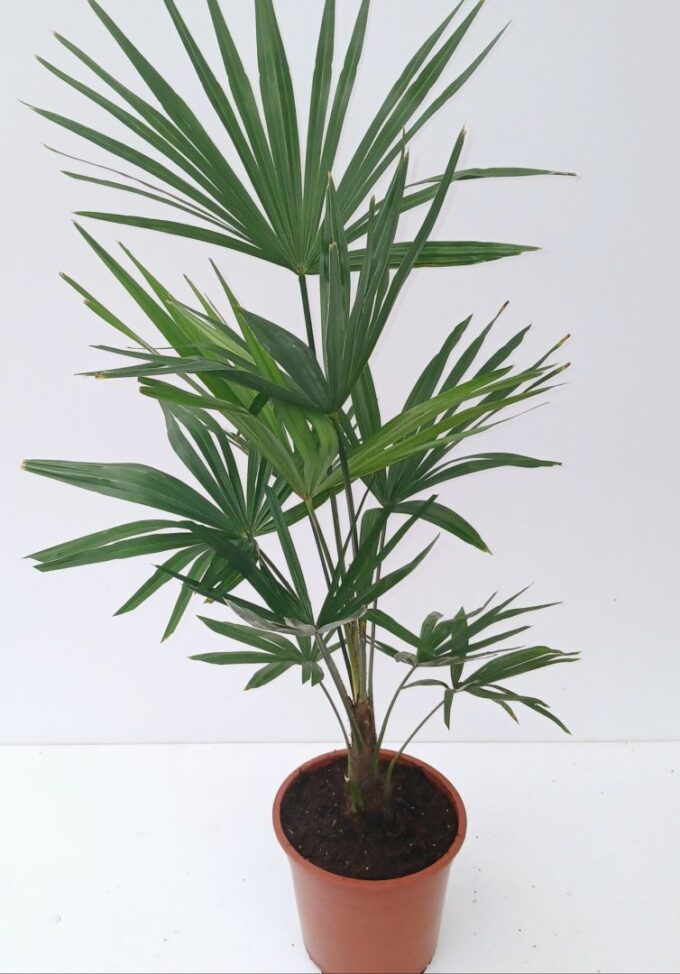 Trachycarpus fortunei