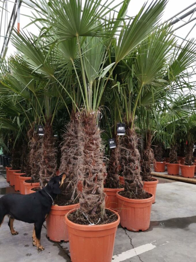 trachycarpus fortunei