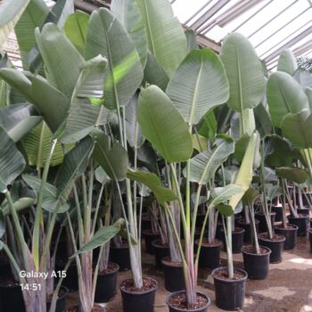 strelitzia nic