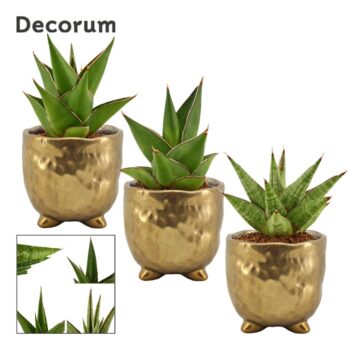 Sansevieria Crown mix 6 cm in Sigma (Deco-collection)
