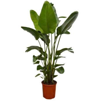 Strelitzia Nicolai (6-stek)