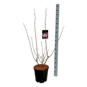 Sambucus nigra Black Lace