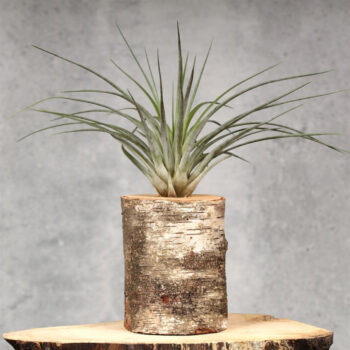 Trunk Giant