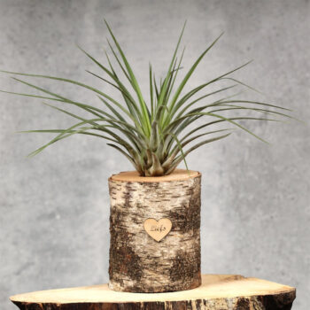 Trunk Giant plus