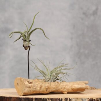 Woodstump de Luxe