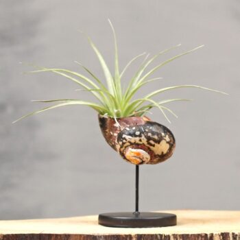 Shell Stand Basic