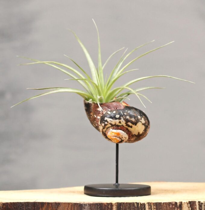 Shell Stand Basic