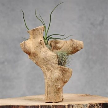 Wood Stump Two