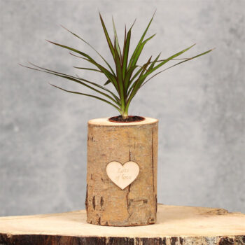 Trunk Medium Love