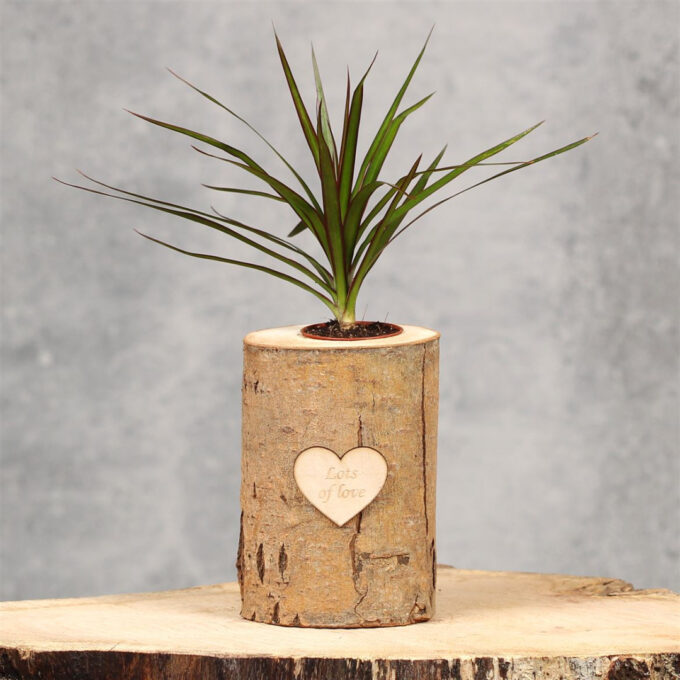 Trunk Medium Love