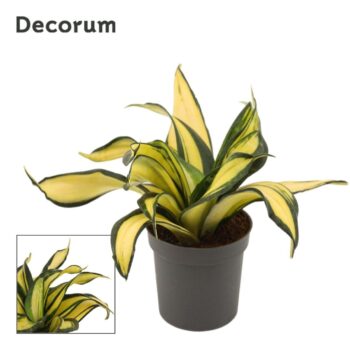 Sansevieria hahnii 9 cm curly Galaxy (Decorum)