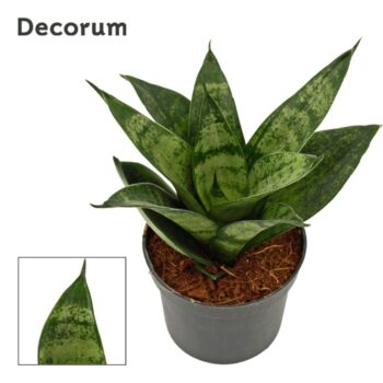 Sansevieria hahnii 9 cm Frozen (Decorum)