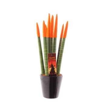 Sansevieria VELVET TOUCHZ® Halloween Oranje met zwart R'dam keramiek en steker