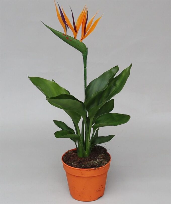 Strelitzia Regina