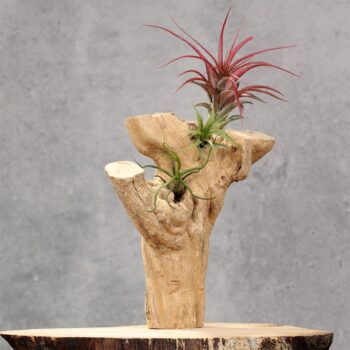 Wood stump Three