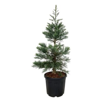 Sequoiadendron gig. 'Glaucum'