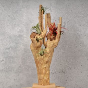 Wood Stump Five