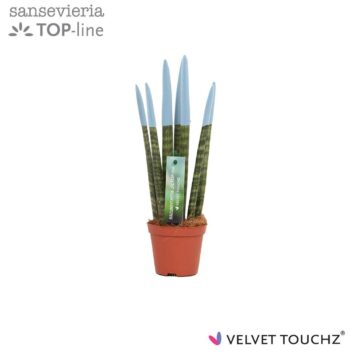 Sansevieria VELVET TOUCHZ® Pastel Blauw
