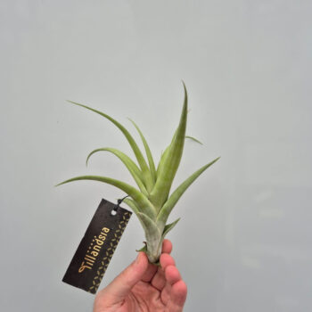 Tillandsia Flexuosa M met Label