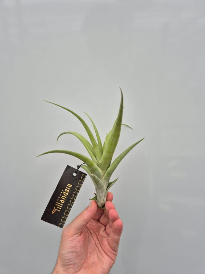 Tillandsia Flexuosa M met Label