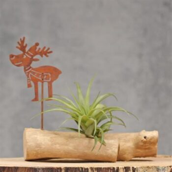 Woody Reindeer