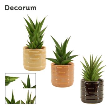 Sansevieria Crown mix 12 cm in Lois (Deco-collection)