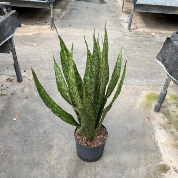 Sansevieria sauvage 22/19 1pp h80