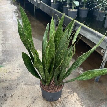 Sansevieria sauvage 28/19 2pp h100