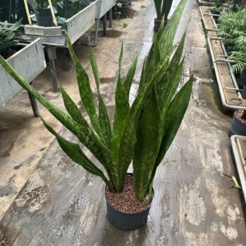 Sansevieria sauvage 28/19 2pp h120