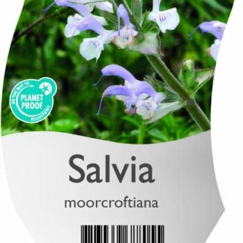 Salvia moorcroftiana