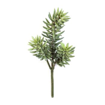 Sedum cluster plant x 3