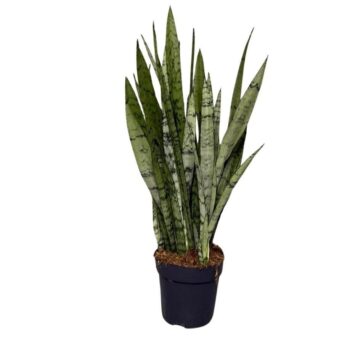 Sansevieria Silver Princes