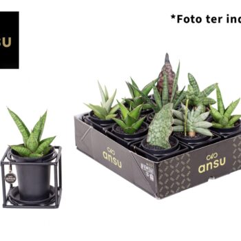 Sansevieria in design frame mix