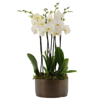 Your Natural Orchid | 3 x 2 tak ST wit in Sarah Bowl
