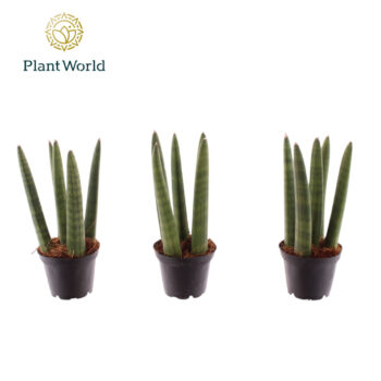 Sansevieria Spaghetti