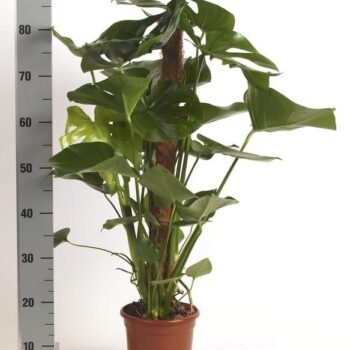 monstera