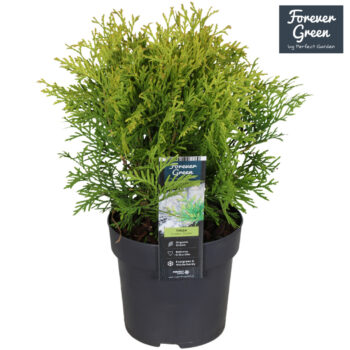 Thuja occidentalis 'Golden Globe' P14