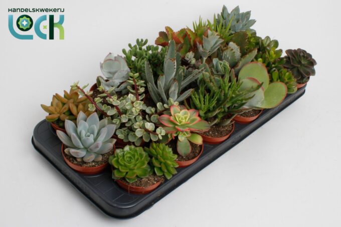 Succulenten Mix UK