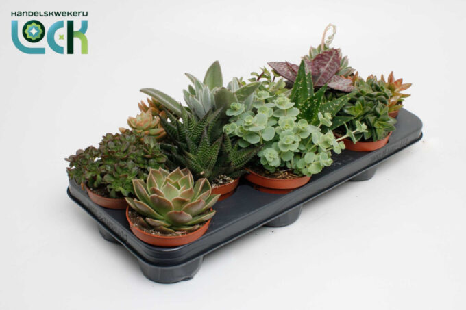 Succulenten Mix UK
