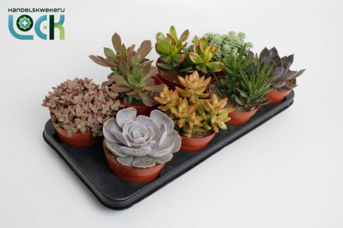 Succulenten Mix UK