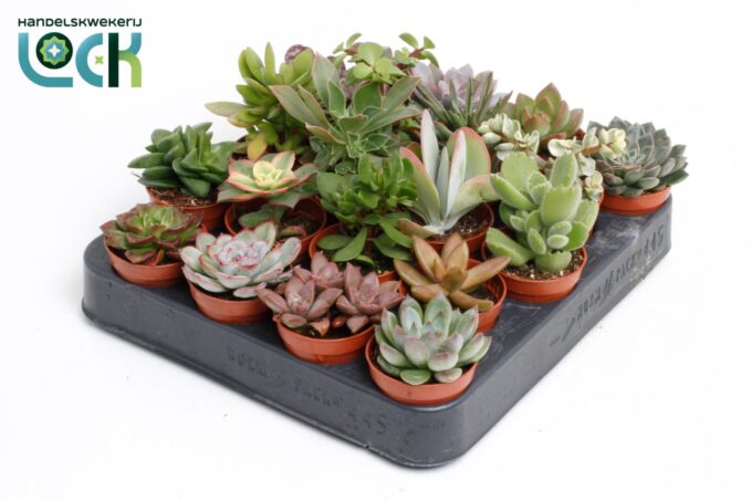 Succulenten Mix UK