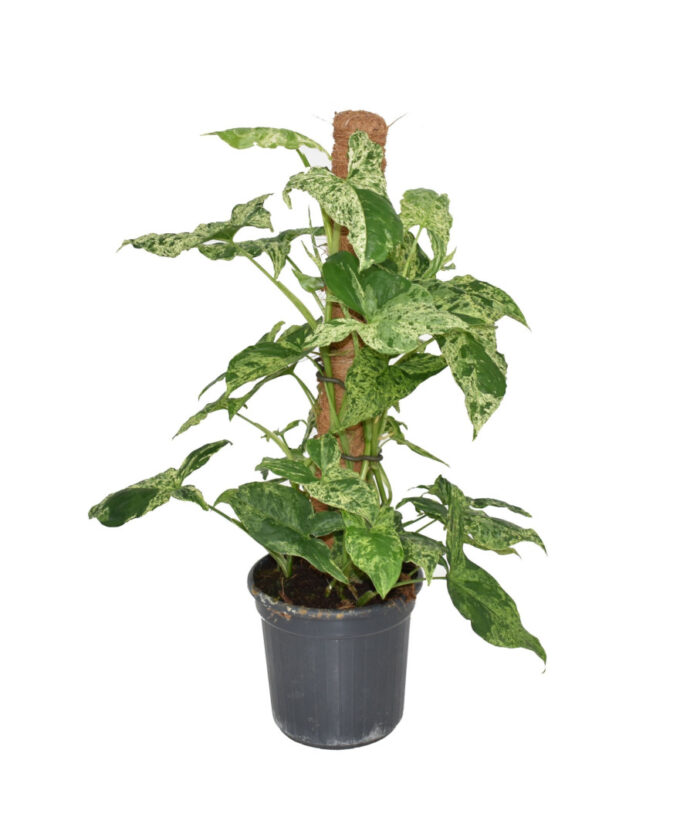 Syngonium Mottled Mosspole