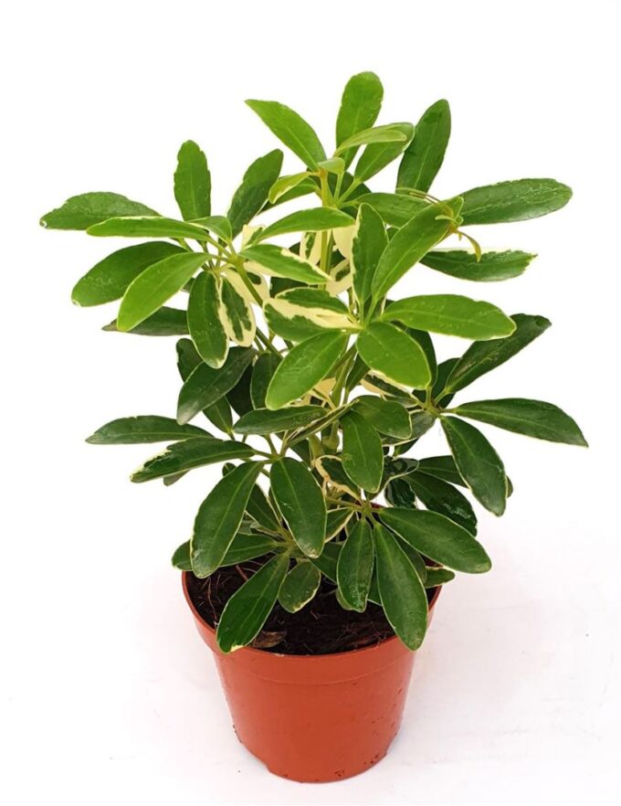 Schefflera ar. 'Moondrop'