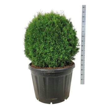 Thuja occ. 'Smaragd'