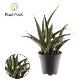 Sansevieria trifasciata 'Megan'